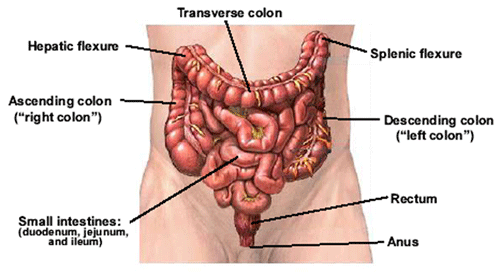 The human intestinal tract