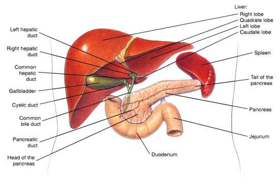 Liver, pancreas, and duodenum