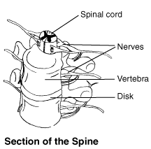 Spinal cord and nerve roots